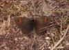 Erebia cassioides